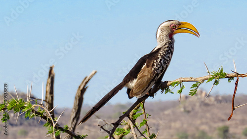 Yellow-billed Hornbill, profile, facing right photo