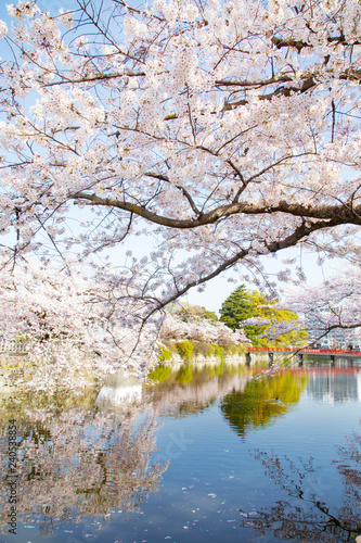 Odawara castle in cherry blossoms