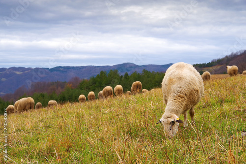 Herd of sheep on the pasture