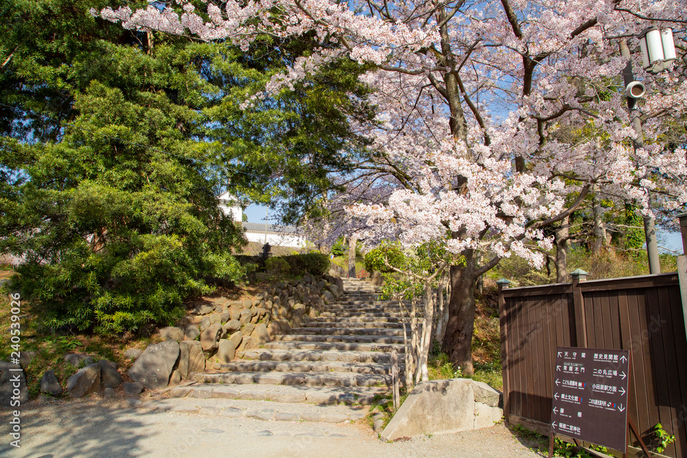 Odawara castle park on cherry blossoms season