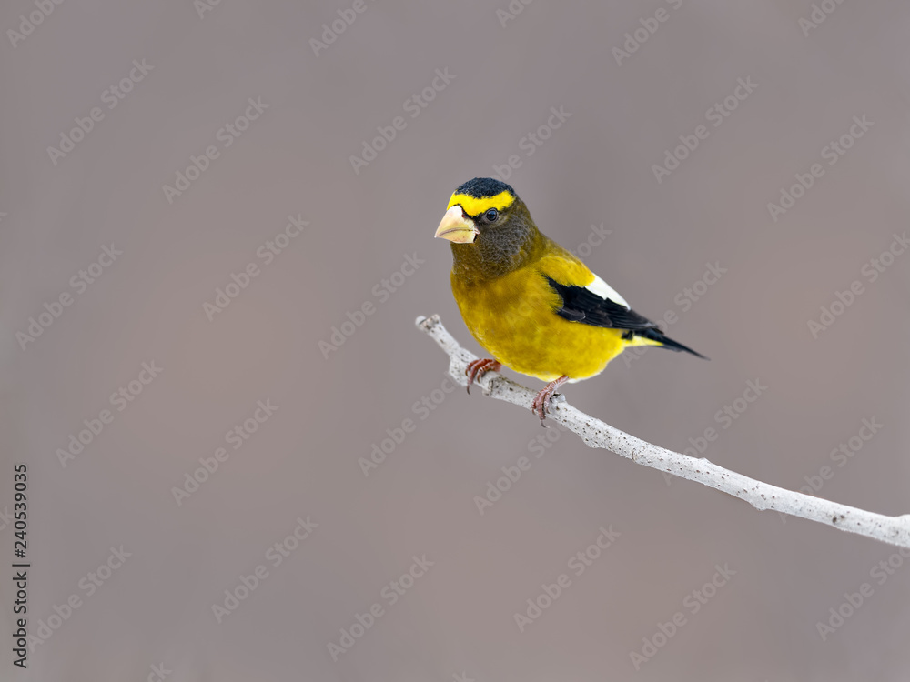 Male Evening Grosbeak in Winter, Portrait Male Evening Grosbeak in Winter, Portrait