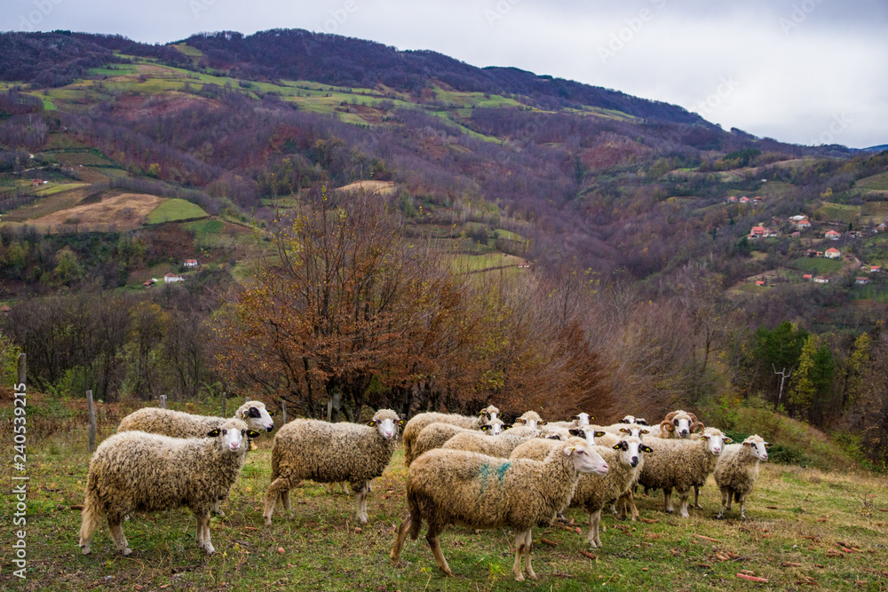 Obraz premium Herd of sheep on the pasture