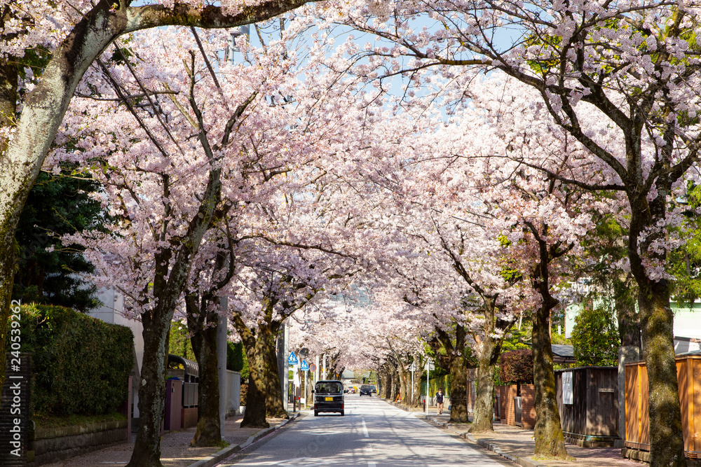 Naklejka premium Cherry lined trees on Saikachi-koji street