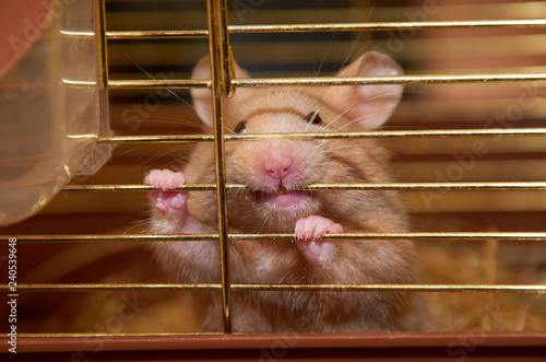 mouse in cage photo