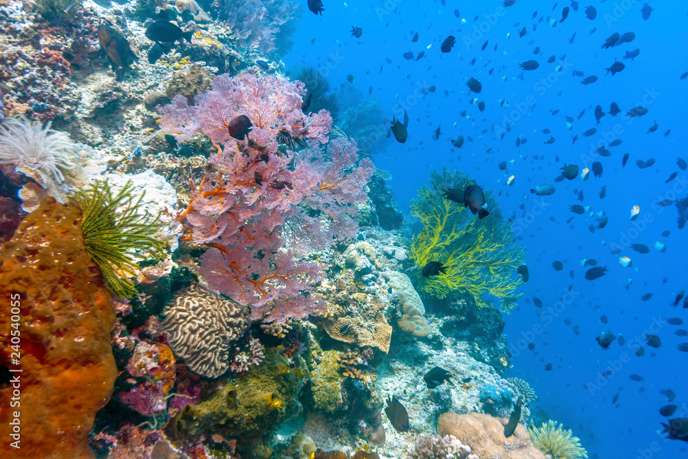 Fototapeta premium Coral garden in Caribbean