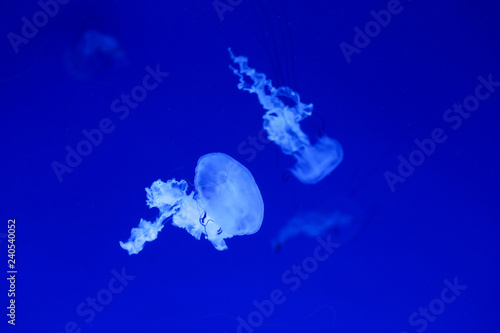 Background a lot of jellyfish, underwater world © Alexander