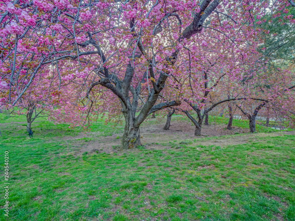 Fototapeta premium Central Park, New York City in spring