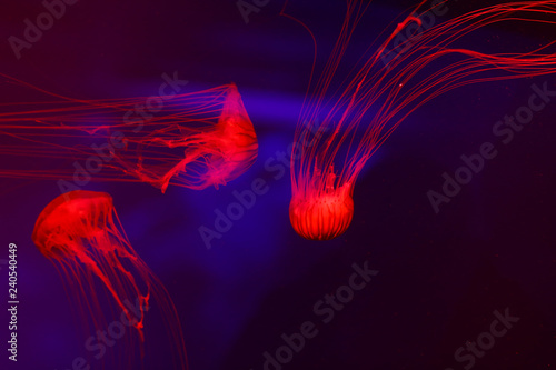 Background a lot of jellyfish, underwater world