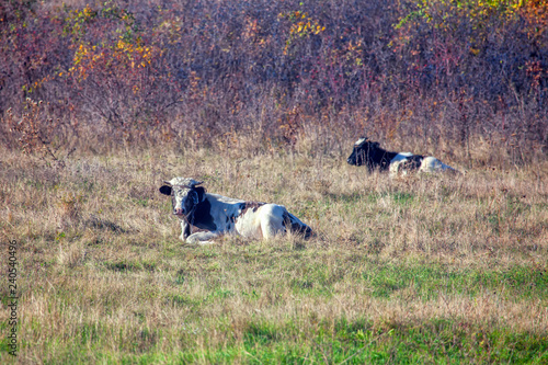 young bulls lying on the meadow © russieseo