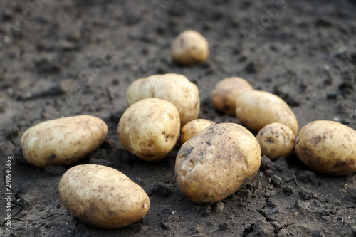 Raw potatoes on the ground. Harvest. Close-up.