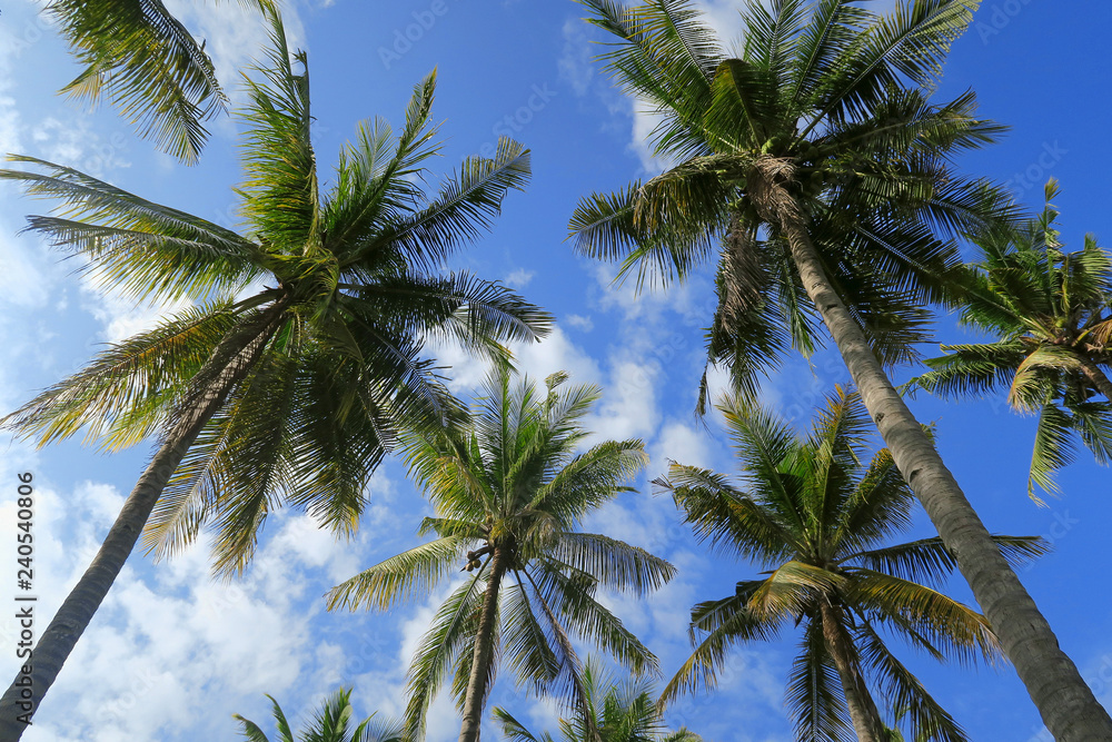 Bottom view of palm trees forest at blue sky background