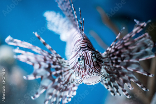 Lionfish Portrait