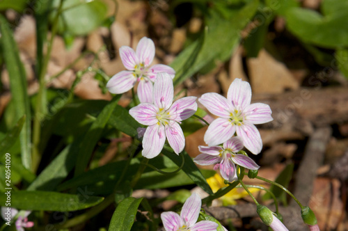 Pink Spring Flowers © Matthew