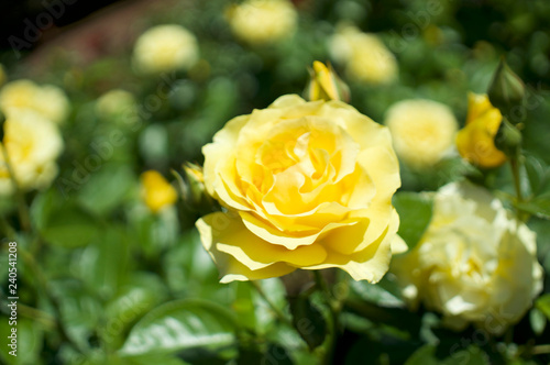 Portland Rose Garden Yellow Rose