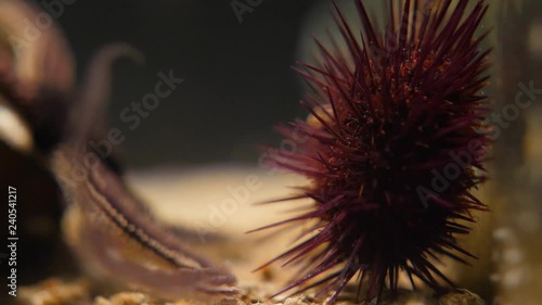 Close shot of an urchin and starfish in an aquarium photo