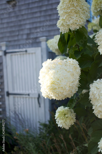 Cape Cod Flowers