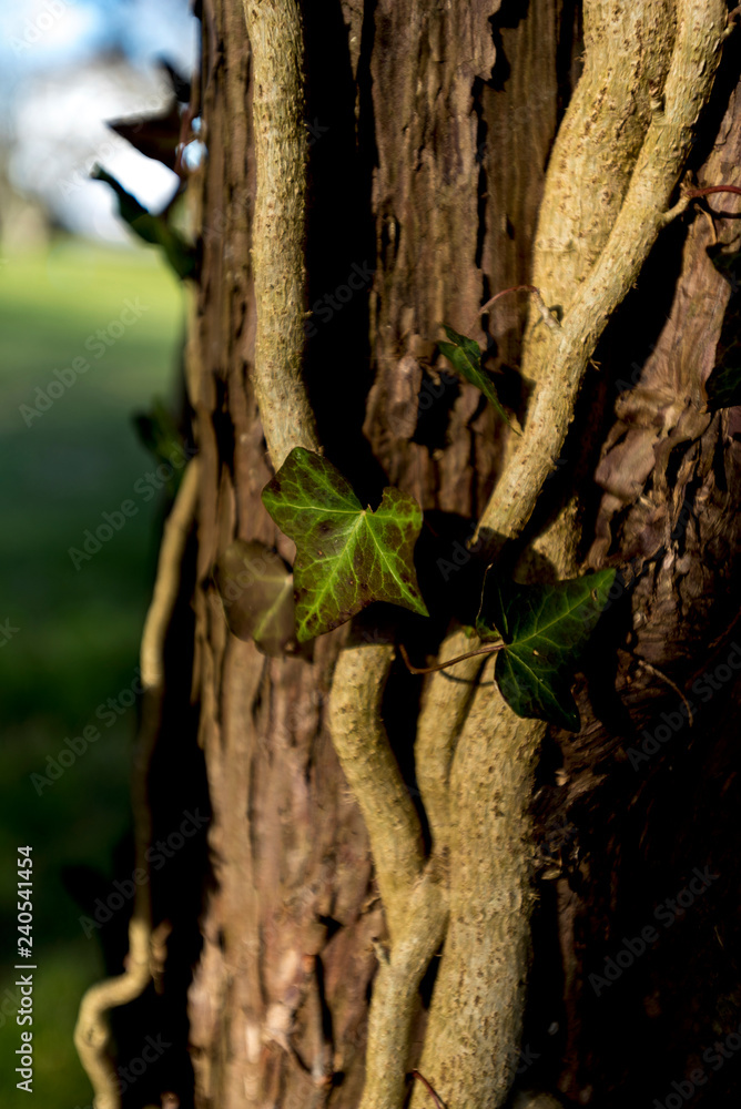 Obraz premium Ivy on Tree at dawn