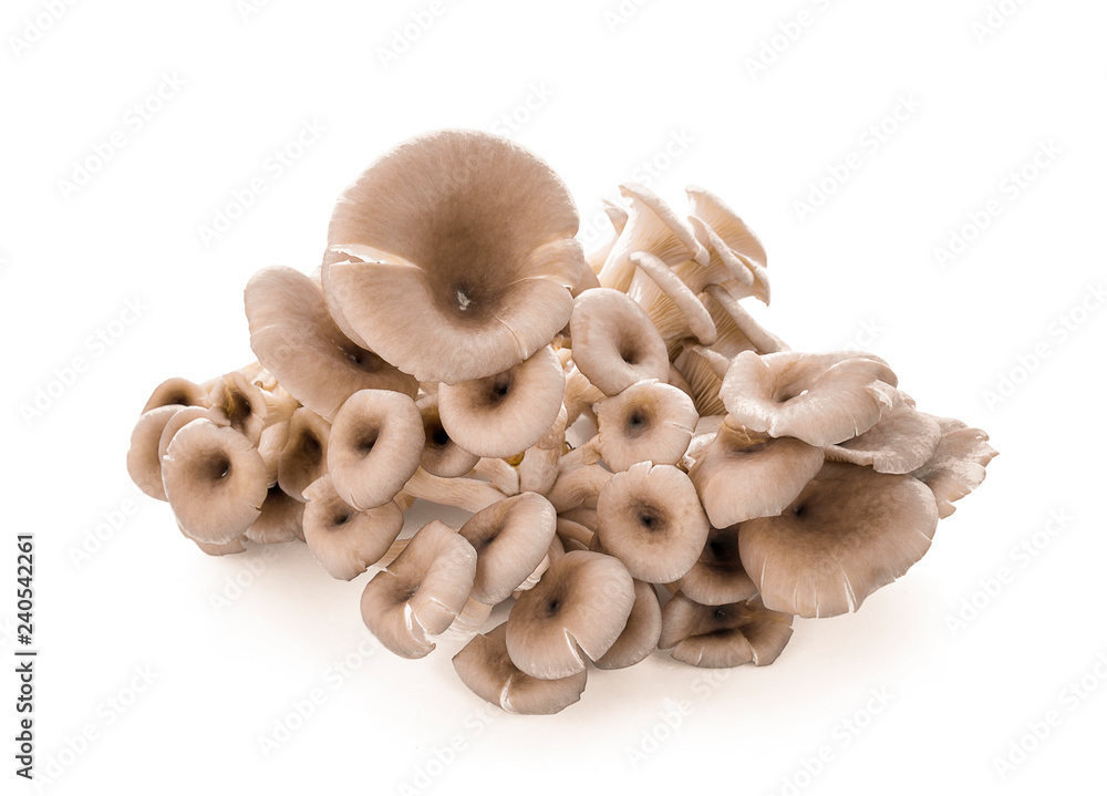 Fototapeta premium Angel mushroom isolated on white background