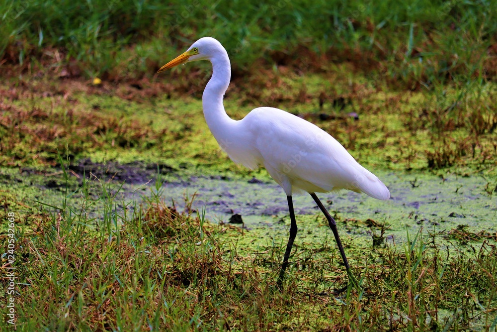 egret egret