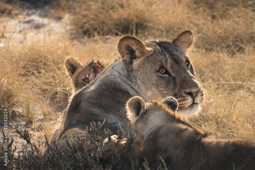 Fototapeta premium Espiando