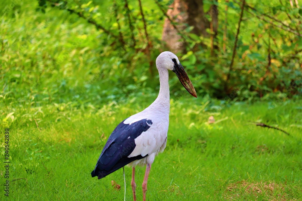 stork on green grass stork on green grass