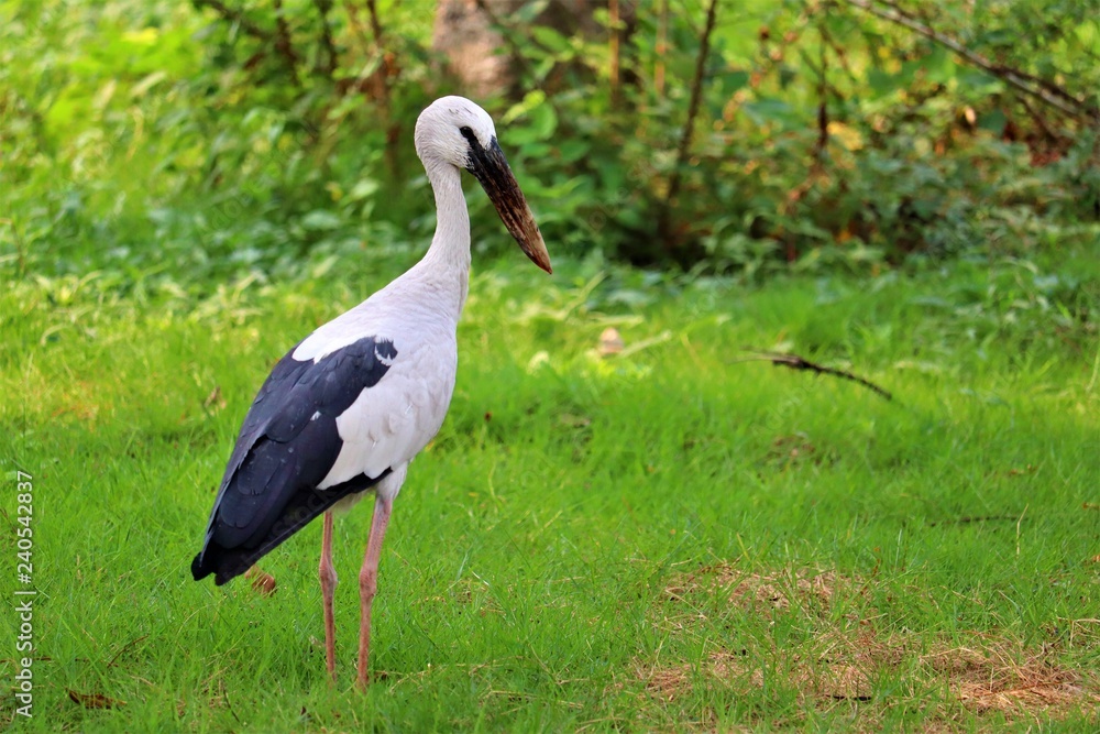 Fototapeta premium egret