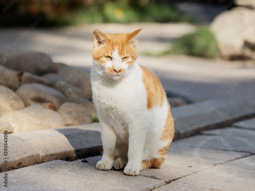 Portrait of a fierce yellow tabby cat in sunny afternoon. Portrait of a fierce yellow tabby cat in sunny afternoon.