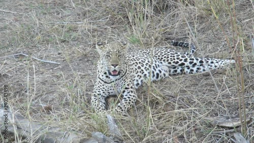 Leopard panting after capturing an impala photo