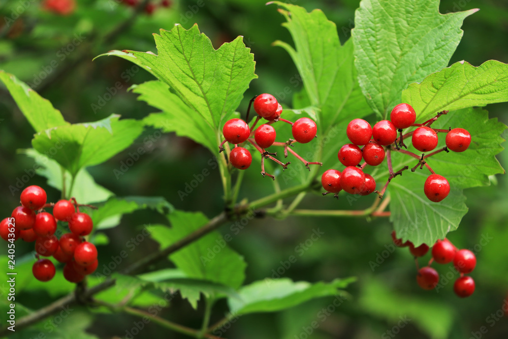 Obraz premium Branches of red viburnum. View number two. Close-up.