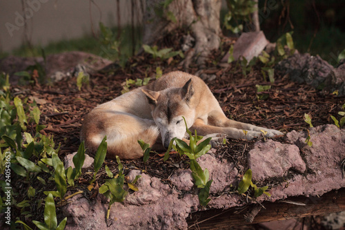 Old elderly New Guinea Singing Dog Canis lupus dingo photo