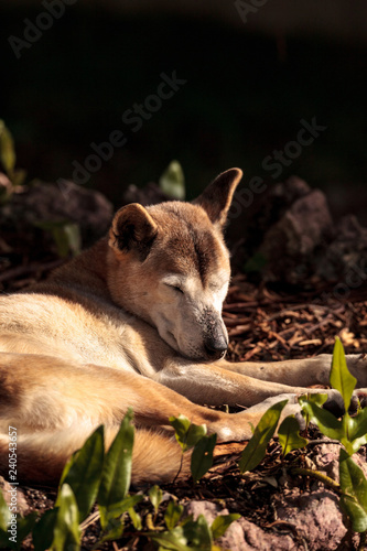 Old elderly New Guinea Singing Dog Canis lupus dingo photo