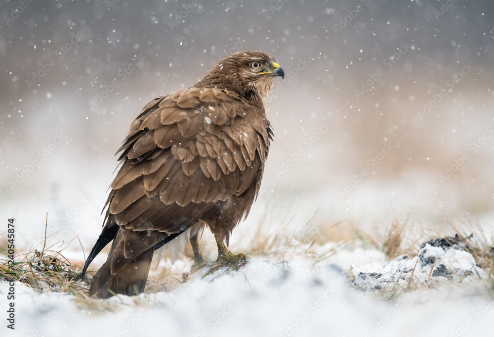Fototapeta premium Common buzzard (Buteo buteo)