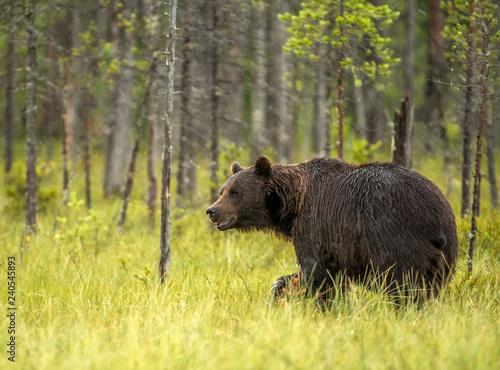 Wild brown bear  Ursus arctos 