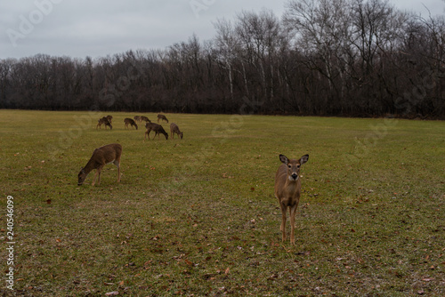 herd of deer in a field © Arthur