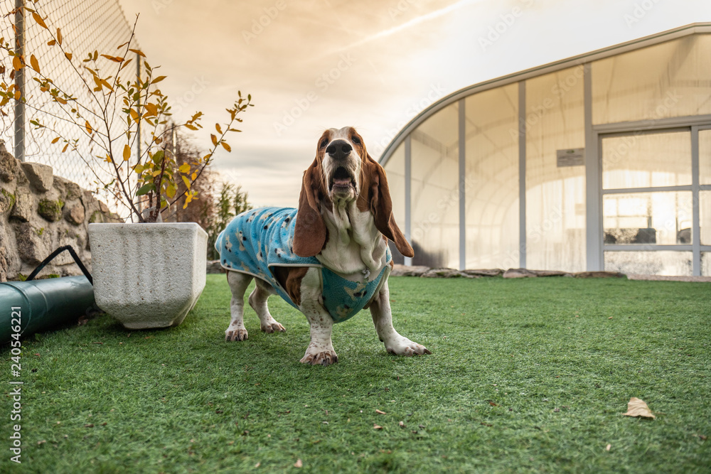 Beautiful brown and white Basset Hound dog with big ears and