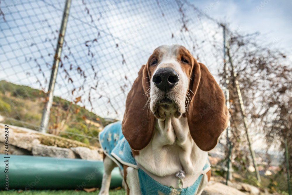 Beautiful brown and white Basset Hound dog with big ears and muzzle. Simpatico friendly dog with