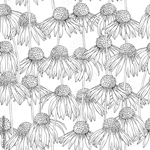 Echinacea black and white realistic drawing. Vector seamless pattern.