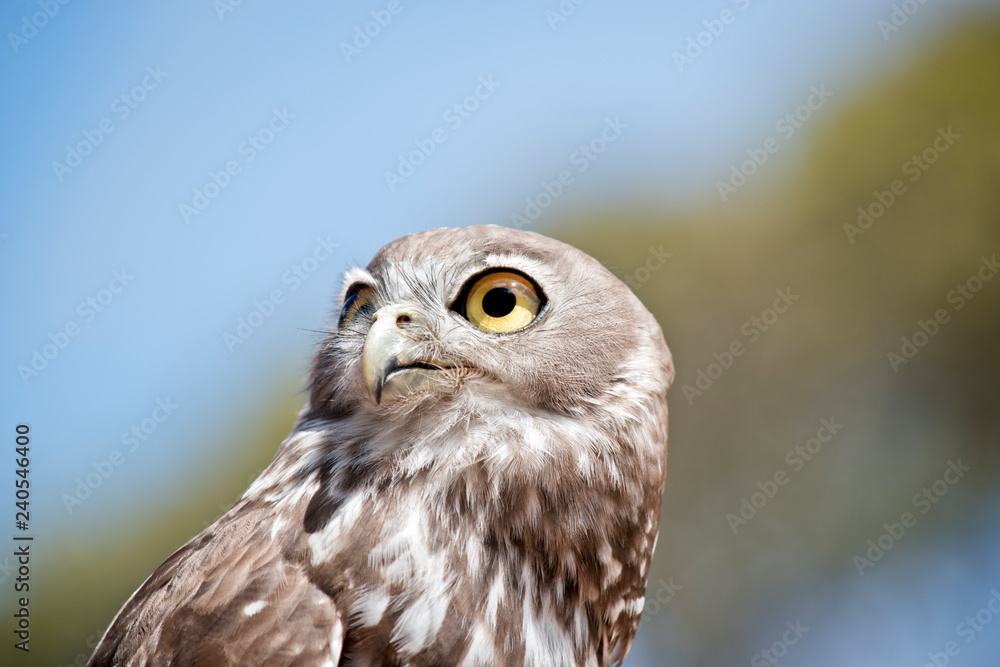 Fototapeta premium barking owl