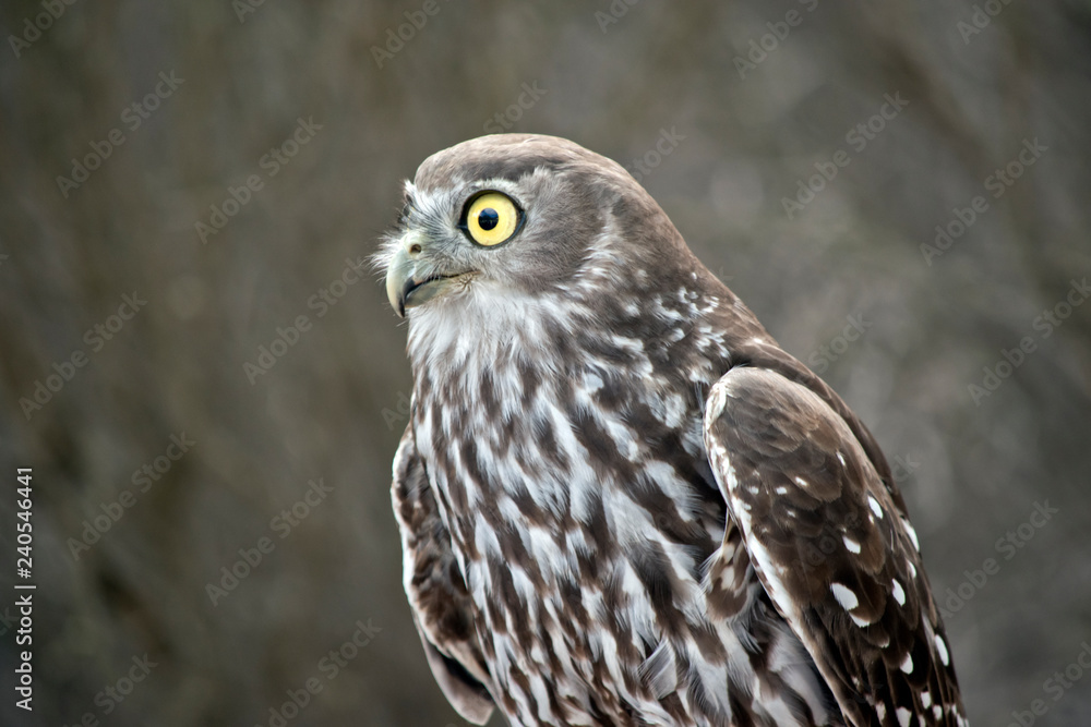 barking owl barking owl
