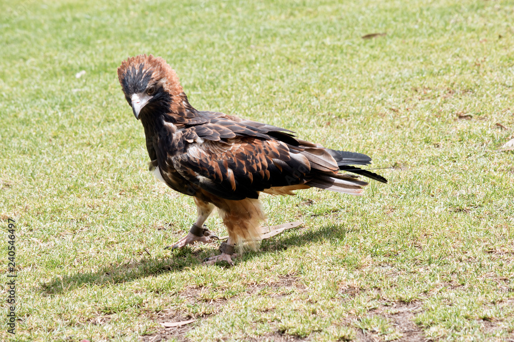 Obraz premium black breasted buzzard