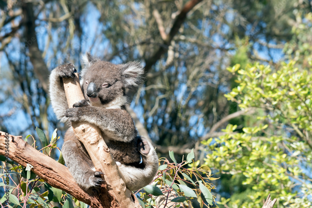 Fototapeta premium An Australian koala