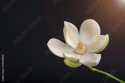 White magnolia flower on isolated black background.
