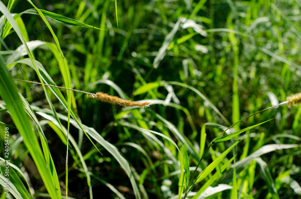 nature green bokeh sunlight blur leaves background. nature green bokeh sunlight blur leaves background.