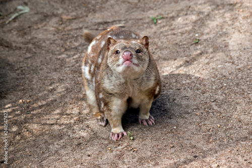 spotted quoll photo