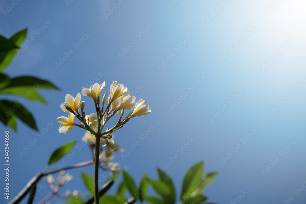 Fototapeta premium natural flowers background with blue sky and sun flare