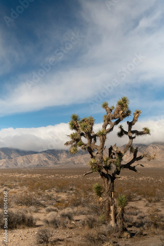 Joshua Tree in mountains of Mojave Desert