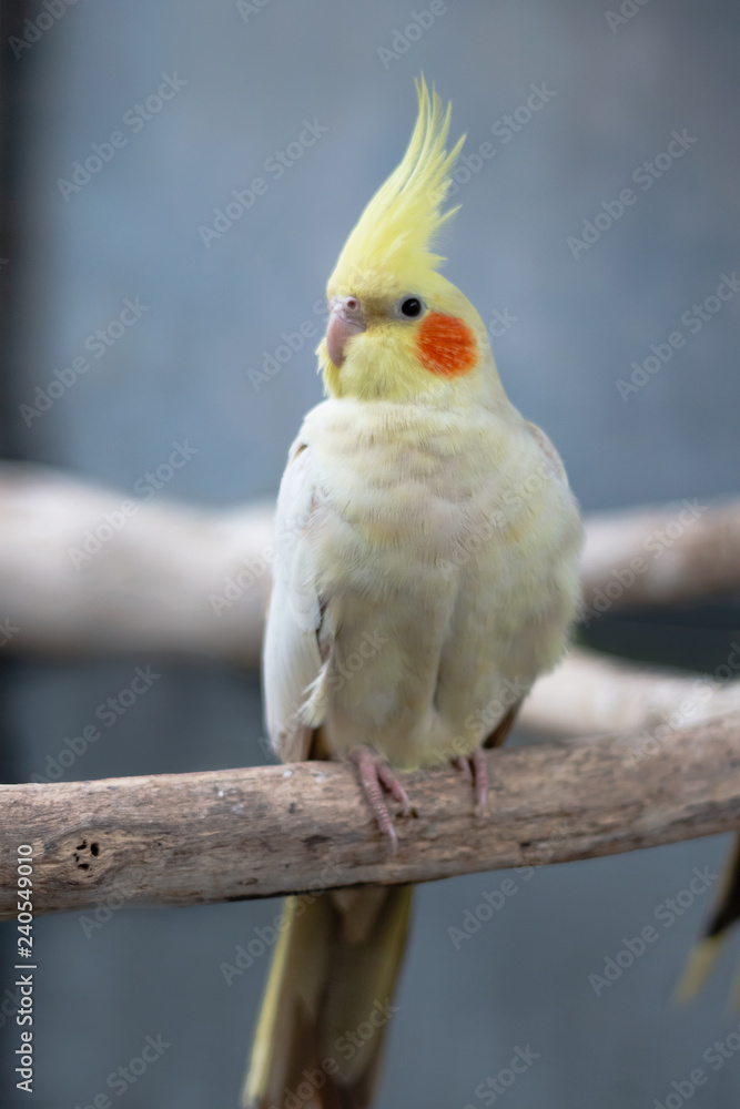 可愛い オカメインコ ルチノー インコ ほっぺた 赤い 小鳥 ペット 白 クリーム 黄色いとさか 鳥好き Stock Photo Adobe Stock