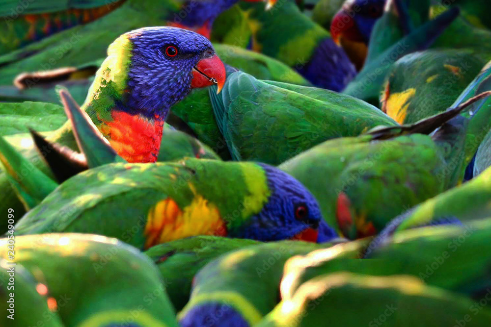 レインボーロリキート ヒインコ インコ 鳥 野鳥 バードウォッチング バードウォッチャー 観察 鳥好き カラフル 5 Stock 写真 Adobe Stock レインボーロリキート ヒインコ インコ 鳥 野鳥 バードウォッチング バードウォッチャー 観察 鳥好き カラフル 5 Stock 写真 Adobe Stock