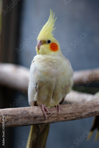 可愛い オカメインコ ルチノー インコ ほっぺた 赤い 小鳥 ペット 白 クリーム 黄色いとさか 鳥好き 3 Stock Photo Adobe Stock 可愛い オカメインコ ルチノー インコ ほっぺた 赤い 小鳥 ペット 白 クリーム 黄色いとさか 鳥好き 3 Stock Photo Adobe Stock