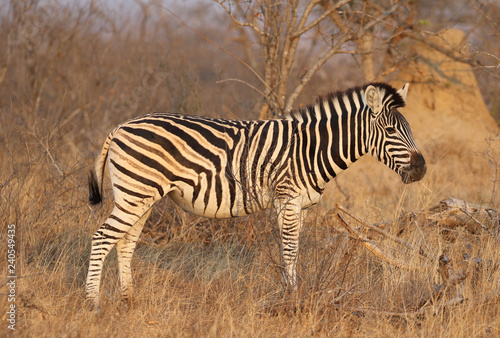 Burchell's Zebra in Kruger National Park, South Africa